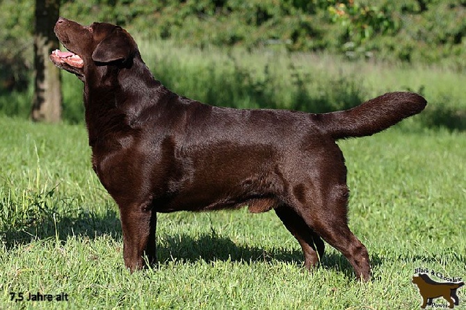 Au Soleil D'Ambre - Chiots noirs et chocolats attendus pour fin septembre !