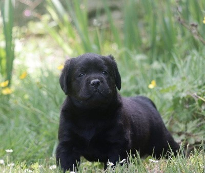 Au Soleil D'Ambre - Chiots disponibles - Labrador Retriever
