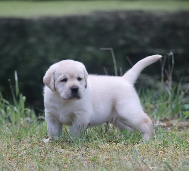 Au Soleil D'Ambre - Chiots disponibles - Labrador Retriever