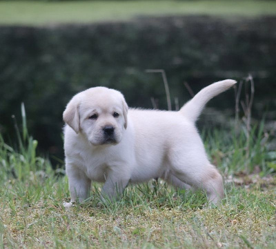 Male Sable