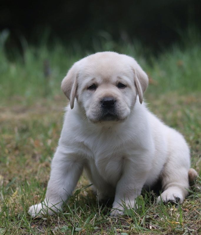 Au Soleil D'Ambre - Chiots disponibles - Labrador Retriever